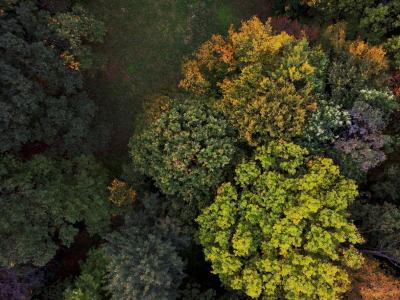 Waldstrategie Vorarlberg 2030+